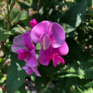 Meet your Posher, Meli